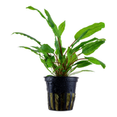 109 綠溫蒂椒草 Cryptocoryne wendtii 'Green'